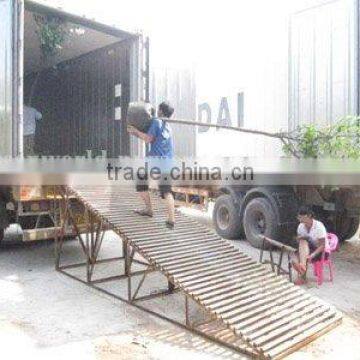 Hibiscus tiliaceus loading containers