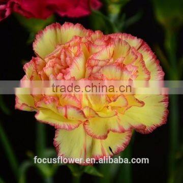 FRESH SHIPPING Yellow Bride Carnations For Decoration