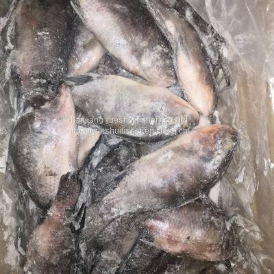 Tilapia Whole Round