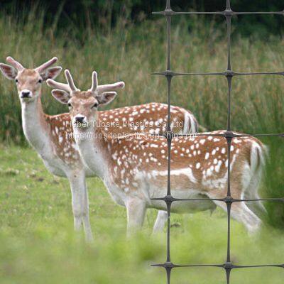 Anti Bird Net for Pheasant Under Trees Birds Anti Protection Mesh Catching-Birds