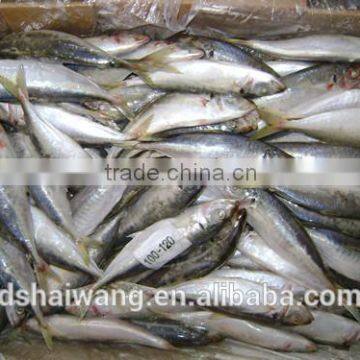 China Export Frozen Horse Mackerel Fish 100-120 pcs