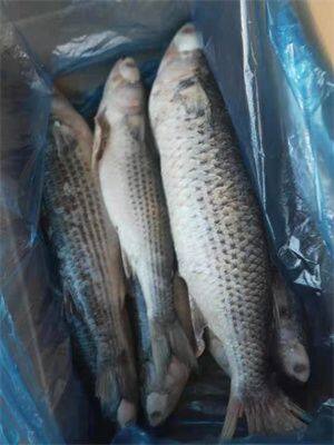 Mullet fish / grey mullet, mullet 1000-200