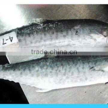 Frozen Pacific Mackerel