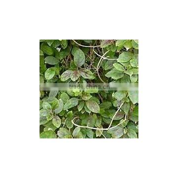 GYMNEMA SYLVESTRE