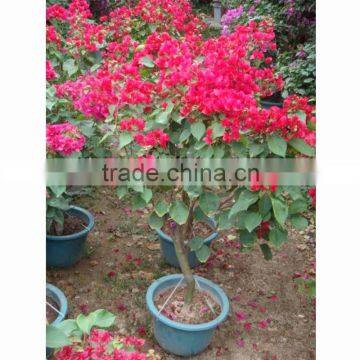 Bougainvillea outdoor bonsai wholesale