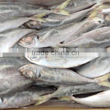 2016 Frozen fish horse mackerel 22-25cm from China