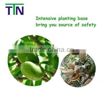 TTN Chinese Almond Manufacturer Raw Almond Kernel Nuts Price