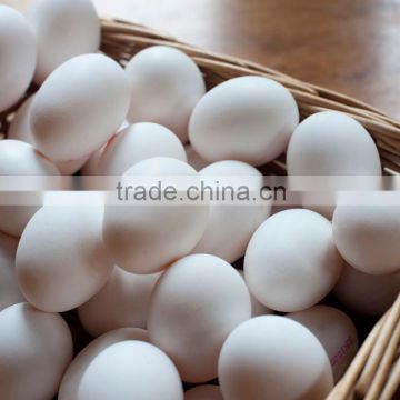 White egg Suppilers from india