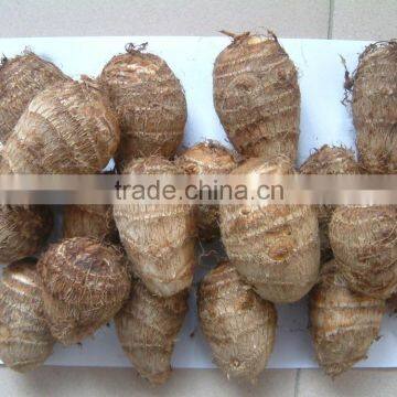 Fresh Taro Exporter