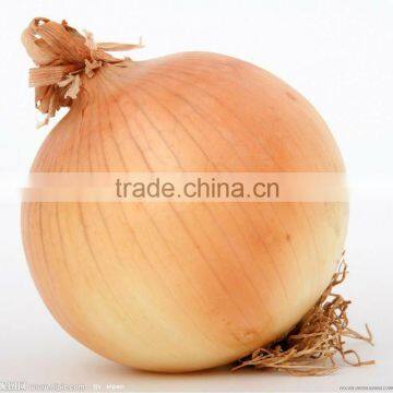 fresh yellow onion