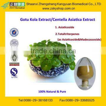 GMP Certified Factory Supply Pure Hydrocotyle Asiatica Extract