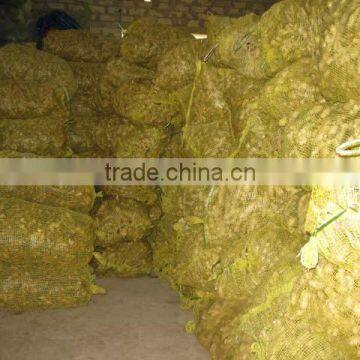 VIETNAM FRESH GINGERS HIGH QUALITY RICH FLAVOR