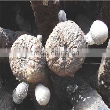 2016 Hot Selling Mushroom Prices,Shitake Mushroom Growing,Mushroom Logs