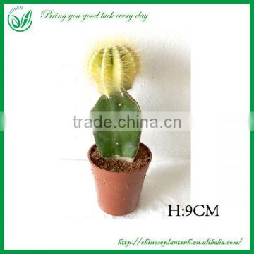 Mini Cactus bonsai Ungrafted ball shaped