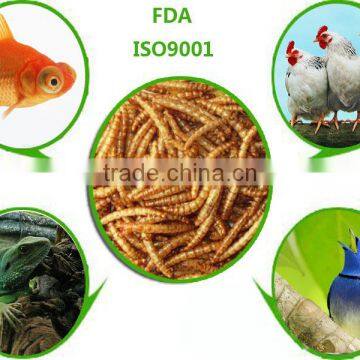 Aquarium Fish Food Yellow mealworml / mealworm of poultry feed