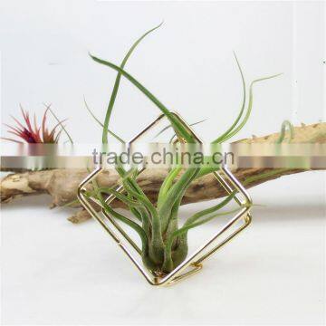 Tillandsia gold flower small metal container iron cubic geometry four airplant receptacle