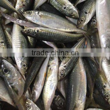Chinese Frozen Seafood/Frozen Fish Factory photo-2