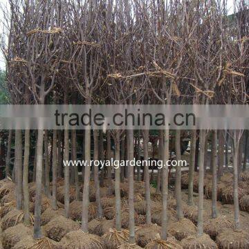 Magnolia Liliiflora (Red Magnolia)flower Trees photo-3