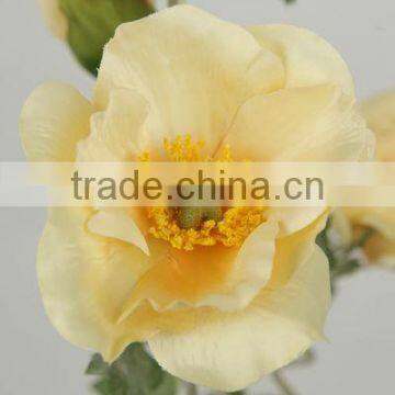 corn poppy plant flower 27498SN