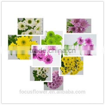 2017 Chrysanthemum Cut Fresh Flowers With All Colors Available