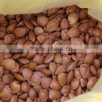 Chinese Organic Apricot Kernels