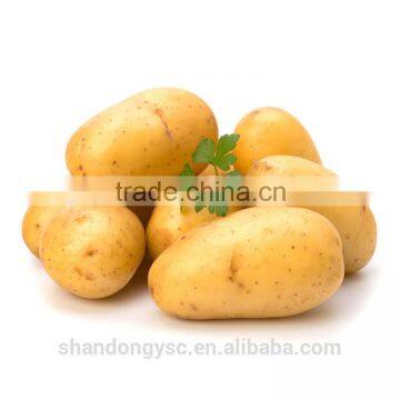 2016 new crop fresh potato