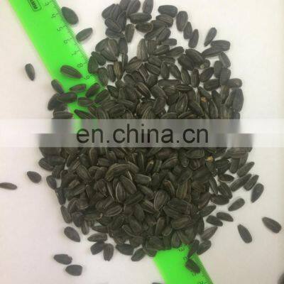 Manufacturer Roasted and Salted Sunflower Seeds Sunflower Roasted Seed for United Kingdom photo-4
