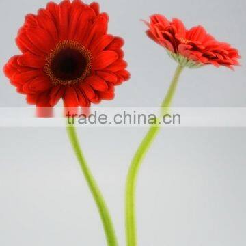 Wide variety Savanna black red gerbera