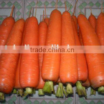 Supply Special Red Carrots