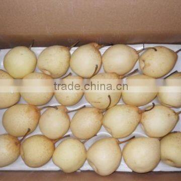 China Fresh Ya Pear for Export Best Quality photo-3