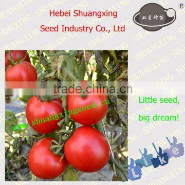 Fruit Seeds Tomato Seed for Processing