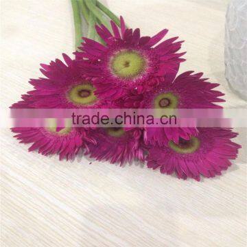 From China Beautiful Gerbera Cut Flowers Decoration
