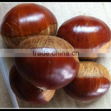 Snack Chestnut For Sale , 2015 Crop