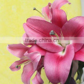 Most popular crazy selling cut flower liliess