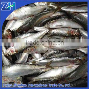 frozen whole sardines bait sardinops sagax