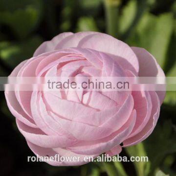 high quality long time life single head big fresh cut fan columbine with pink color