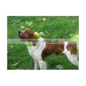 Electronic dog beeper collar