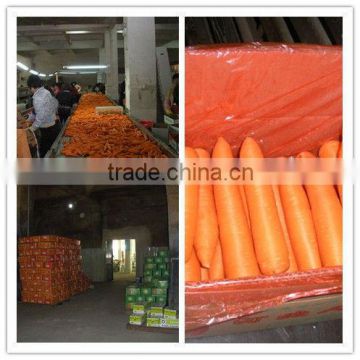 Fresh Chinese Red Carrot