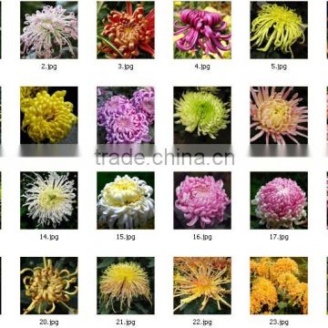 High Sprouting Rate Hot Sale Chrysanthemum Seeds For Growing