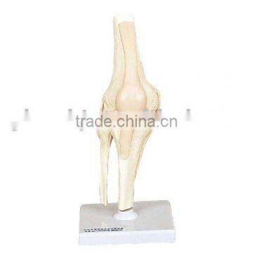 Human Knee Joint