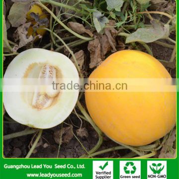 SM26 Agrich f1 hybrid high sugar content sweet melon seeds, hybrid melon seeds