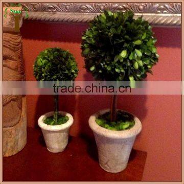 Decorative Single Prserved Boxwood Ball Tree photo-4