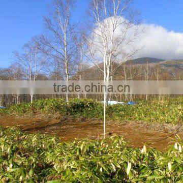 Real Estate for Sale in Japan , Ski Resort , Winter Resort photo-2