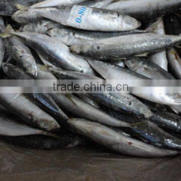 Frozen IQF Muroaji photo-2