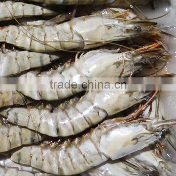 HL002 Best Quality Largest Fresh Shrimp