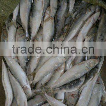 2012 new landing sardine small size