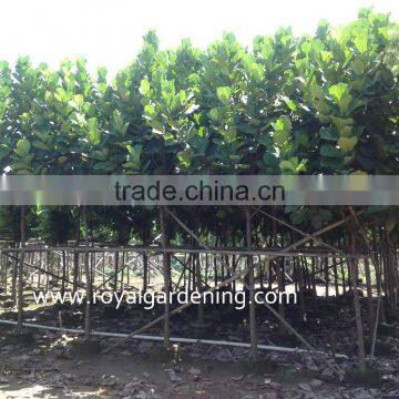 Ficus lyrata Tropical trees