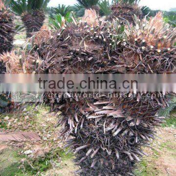 cycas revoluta multi-heads in land