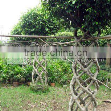 Ficus microcarpa cage shape farm