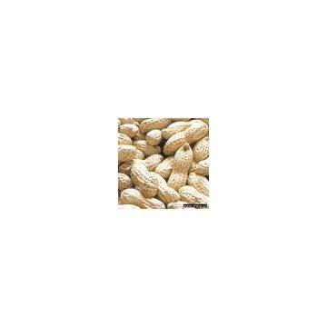 Sell Groundnut